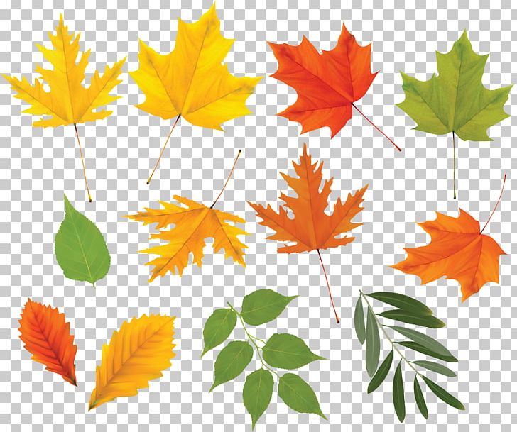 Leaf Tree PNG, Clipart, Art, Autumn, Autumn Leaf Color, Autumn Leaves, Computer Icons Free PNG Download