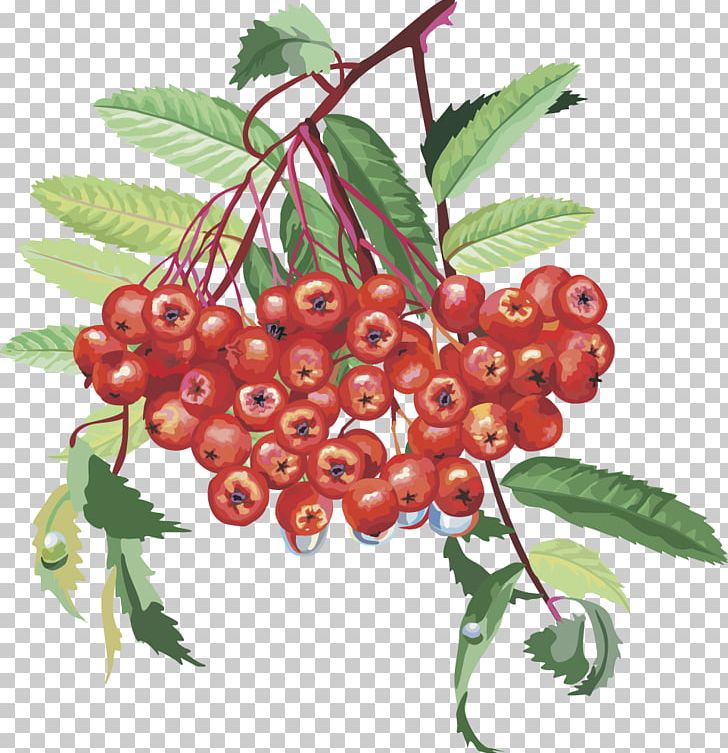 Sorbus Aucuparia Rosaceae Rowan Nalewka Tree PNG, Clipart, Berry, Blueberry, Cherry, Child, Chinese Lantern Free PNG Download