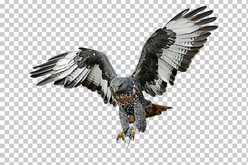 Bird Bird Of Prey Eagle Golden Eagle Beak PNG, Clipart, Accipitridae, Beak, Bird, Bird Of Prey, Eagle Free PNG Download