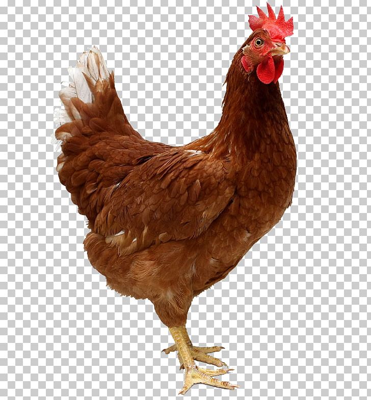 Kadaknath Ayam Cemani Chicken Coop Hen PNG, Clipart, Ayam Cemani, Beak, Bird, Chicken, Chicken Coop Free PNG Download