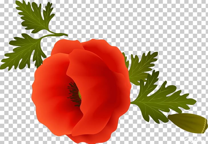 Opium Poppy Flower Common Daisy PNG, Clipart, Annual Plant, Beautiful, Clip Art, Common Daisy, Coquelicot Free PNG Download