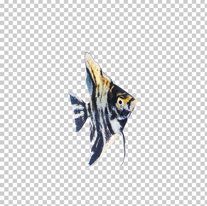 Ornamental Fish PNG, Clipart, Animal, Animal Prints, Animals, Aquarium, Aquarium Fish Free PNG Download