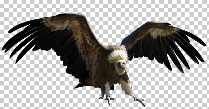 Bird Turkey Vulture Bald Eagle PNG, Clipart, Accipitriformes, Animals, Bald Eagle, Beak, Bird Free PNG Download