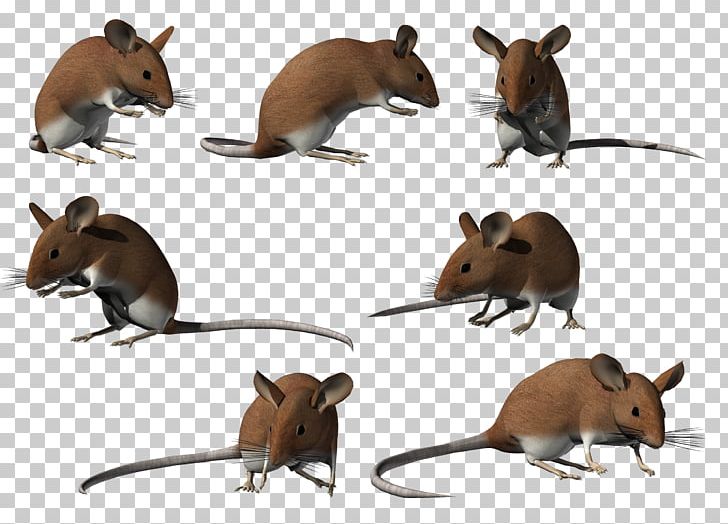 Computer Mouse PNG, Clipart, Computer Mouse, Electronics, Fauna, Gerbil, Mammal Free PNG Download