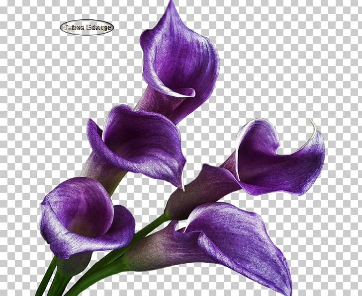 Cut Flowers Petal PNG, Clipart, Cut Flowers, Fleur, Flower, Flowering Plant, Iris Free PNG Download