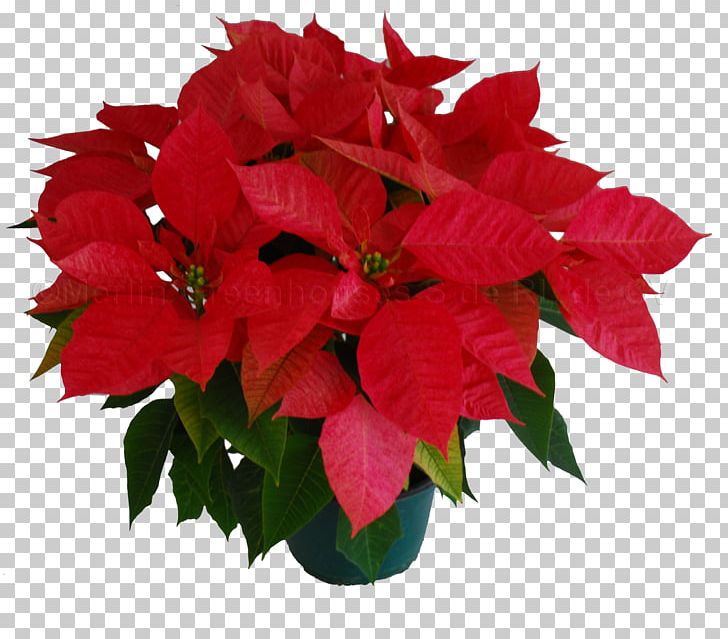 Poinsettia Cut Flowers Petal Floral Design PNG, Clipart, Annual Plant, Cut Flowers, De Noche Buena, Floral Design, Flower Free PNG Download