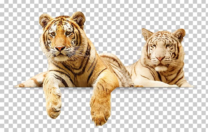 Tiger Lion Elmvale Jungle Zoo Animal Elmvale PNG, Clipart, Animal, Big Cats, Carnivoran, Cat Like Mammal, Detroit Tigers Free PNG Download