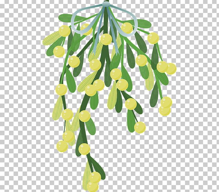 Mistletoe Halbschmarotzer Christmas Parasitic Plant PNG, Clipart, Branch, Christmas, Christmas Decoration, Evergreen, Flower Free PNG Download