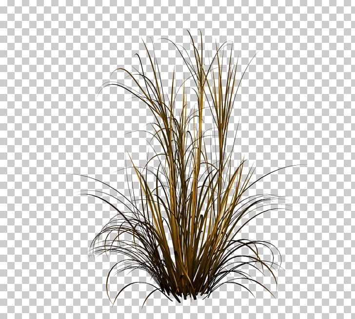 Purple Fountain Grass Lawn Grasses Photography PNG, Clipart, Commodity, Desktop Wallpaper, Fountain Grass, Grass, Grasses Free PNG Download