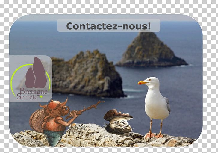 Seabird Advertising Pointe De Pen-Hir Fauna Ecosystem PNG, Clipart, Advertising, Beak, Bird, Charadriiformes, Circuit Monttremblant Free PNG Download