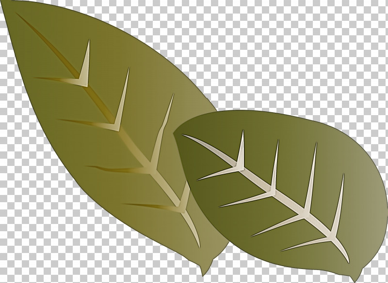 Leaf Swiss Cheese Plant Plant Stem Succulent Plant Houseplant PNG, Clipart, Branch, Flower, Houseplant, Leaf, Ornamental Plant Free PNG Download