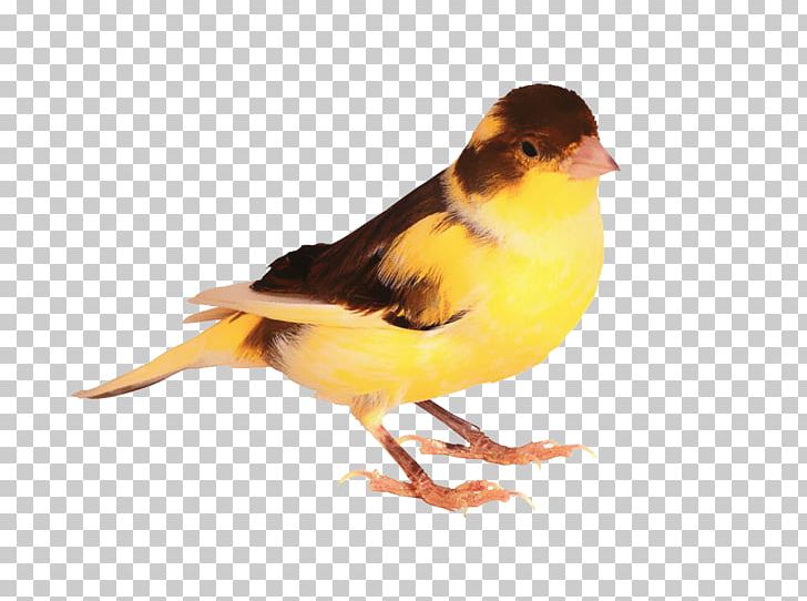 Harz Roller Bird Finch Parrot PNG, Clipart, Animal, Animals, Atlantic Canary, Beak, Bird Free PNG Download