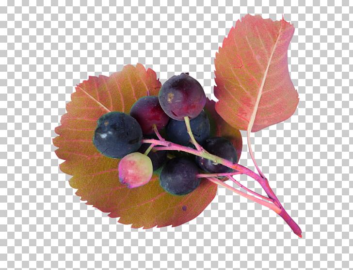 Juice Blueberry PNG, Clipart, Autumn, Berry, Bisou, Blueberry, Download Free PNG Download