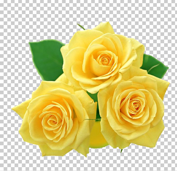 Rose Yellow PNG, Clipart, Bouquet, Cut Flowers, Floral Design, Floristry, Flower Free PNG Download