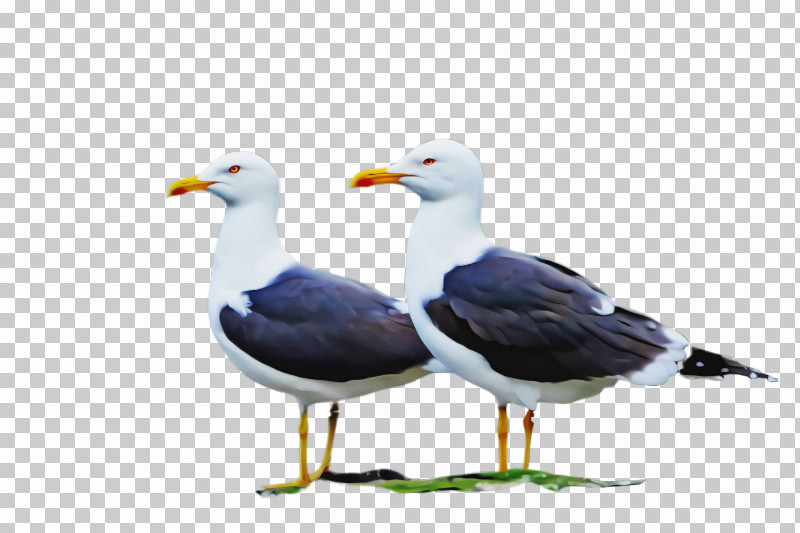 Bird Gull European Herring Gull Western Gull Beak PNG, Clipart, Beak, Bird, European Herring Gull, Great Blackbacked Gull, Gull Free PNG Download