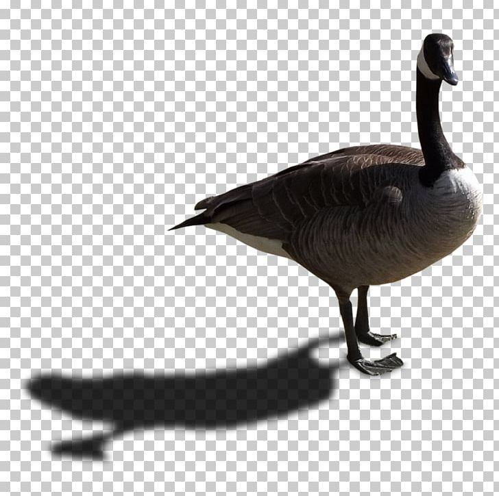 Canada Goose Duck Bird PNG, Clipart, Anatidae, Android, Animals, Anseriformes, Beak Free PNG Download