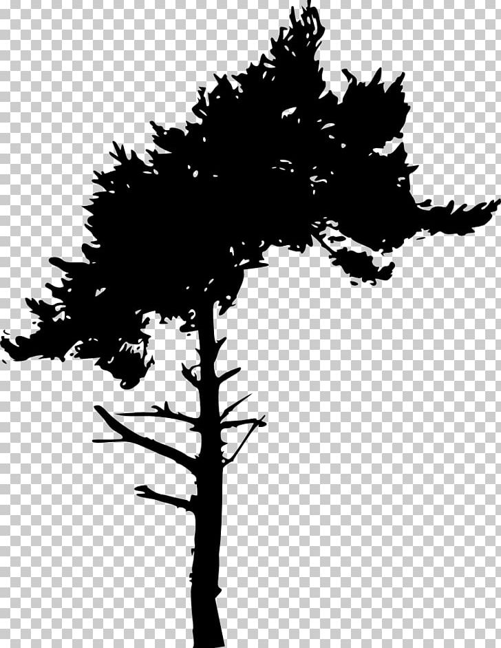 Silhouette PNG, Clipart, Baobab, Black And White, Branch, Conifer, Drawing Free PNG Download
