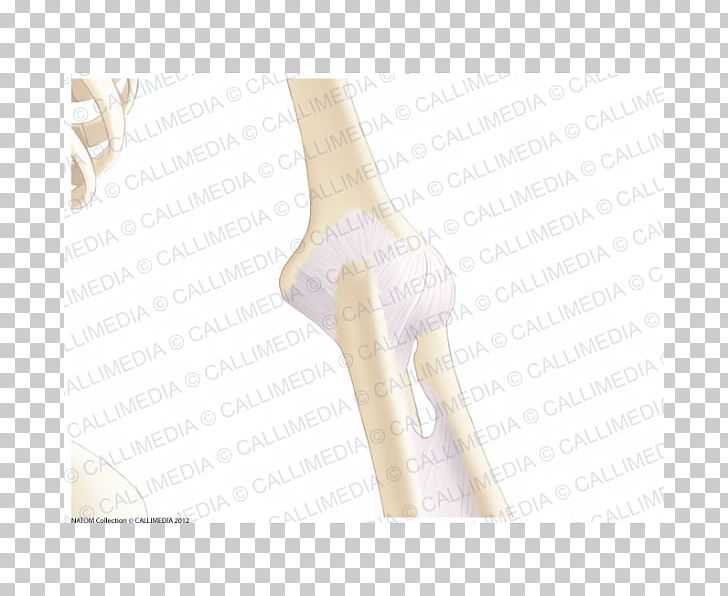 Thumb Hip Human Leg PNG, Clipart, Angle, Arm, Art, Finger, Hand Free PNG Download