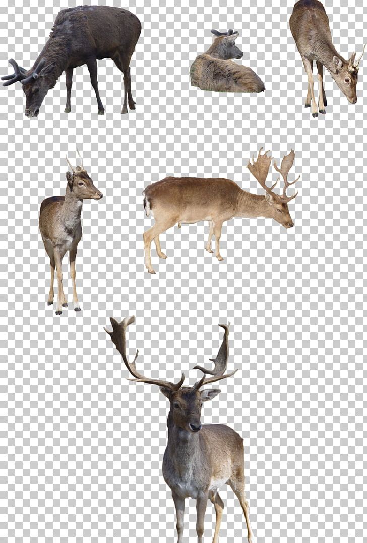 White-tailed Deer Siberian Husky Elk Reindeer PNG, Clipart, Animal, Animals, Antler, Art, Cat Free PNG Download