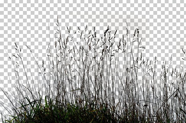 Ornamental Grass Lawn PNG, Clipart, Art Gallery, Black And White, Branch, Clip Art, Computer Icons Free PNG Download