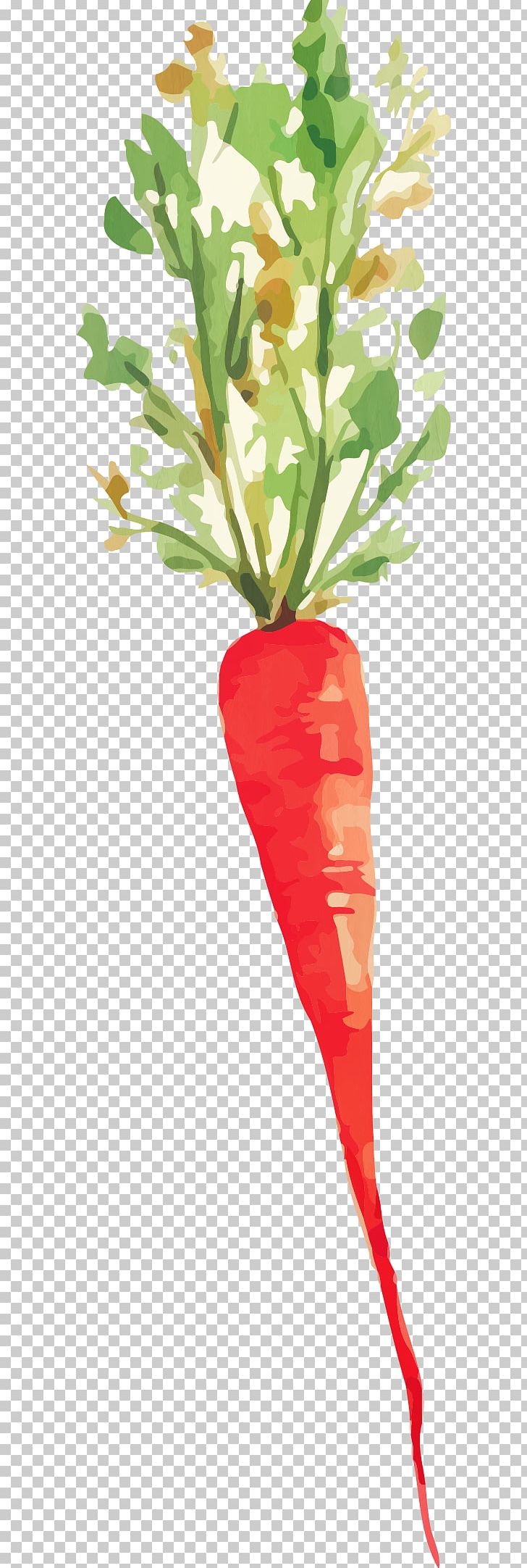 Root Vegetables Watercolor Painting Carrot PNG, Clipart, Beetroot, Branch, Carrot Vector, Drawing, Flora Free PNG Download