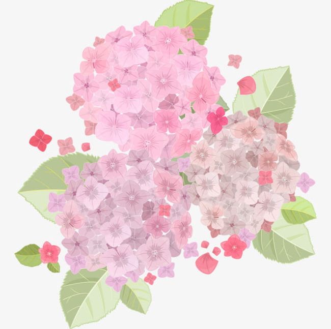 Fresh And Beautiful Light Pink Hydrangea PNG, Clipart, Beautiful, Beautiful Clipart, Beautiful Flowers, Flowers, Flowers And Plants Free PNG Download
