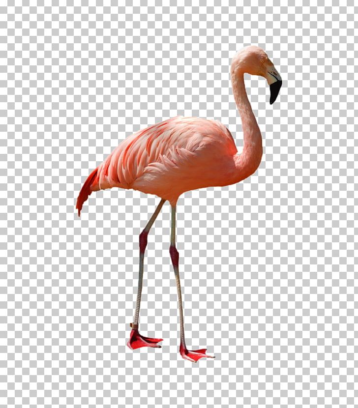 Greater Flamingo American Flamingo Bird Stock Photography PNG, Clipart, American Flamingo, Animal, Beak, Bird, Cartoon Free PNG Download