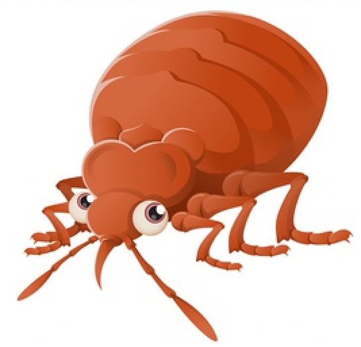Insect Bed Bug Bite Bed Bug Control Techniques Pest Control PNG, Clipart, Animals, Arthropod, Bed, Bed Bug, Bed Bug Bite Free PNG Download