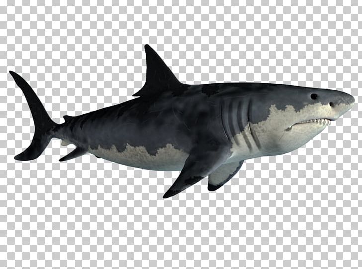 Tiger Shark Great White Shark Requiem Shark PNG, Clipart, Alpha Compositing, Bull Shark, Carcharhiniformes, Cartilaginous Fish, Fauna Free PNG Download