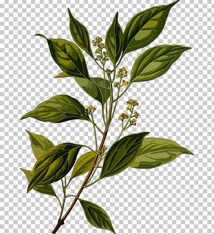 Camphor Tree Ravensara Aromatica Oil Herb PNG, Clipart, Branch, Camphor, Camphor Tree, Cinnamomum, Essential Oil Free PNG Download