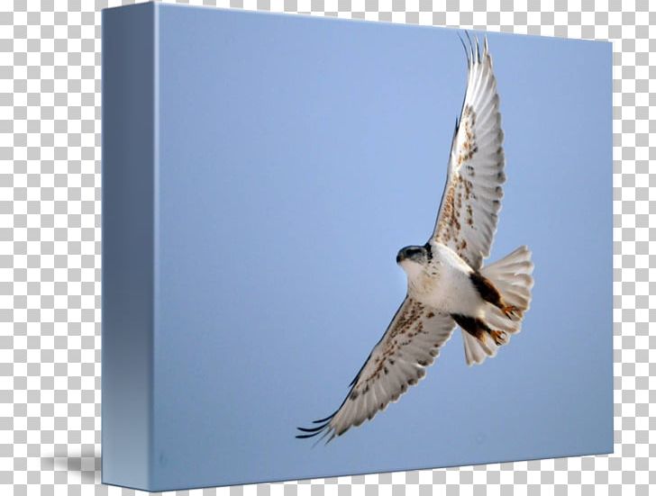 Hawk Fauna Eagle Beak Falcon PNG, Clipart, Accipitriformes, Animals, Beak, Bird, Bird Of Prey Free PNG Download
