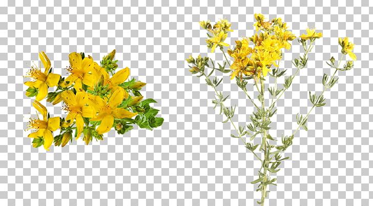 Perforate St John's-wort Olio Di Iperico Neem Oil Neem Tree Plant PNG, Clipart, Branch, Cut Flowers, Flora, Floral Design, Flower Free PNG Download