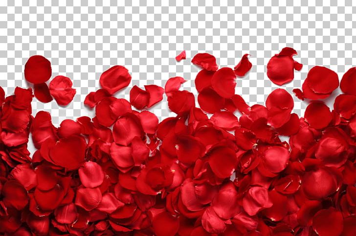 Petal Garden Roses Flower Red PNG, Clipart, Color, Flower, Flowers, Garden Roses, Heart Free PNG Download