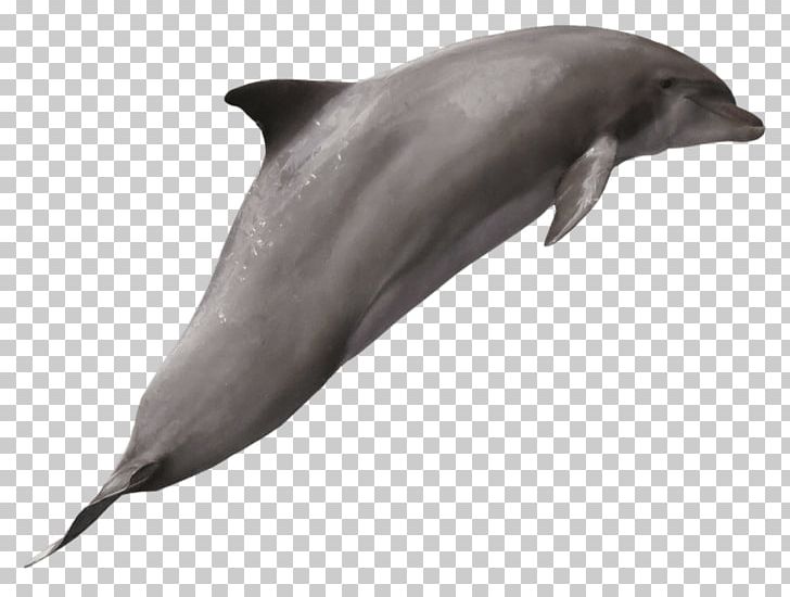 Common Bottlenose Dolphin Wholphin PNG, Clipart, Animal, Animals, Aqua, Bottlenose Dolphin, Desktop Wallpaper Free PNG Download