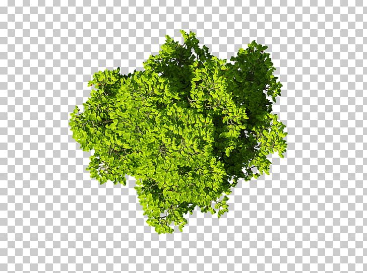 Leaf Vegetable Brassica Juncea Wasabi Parsley PNG, Clipart, Architecture Plan, Brassica Juncea, Broccoli, Cay, Condiment Free PNG Download