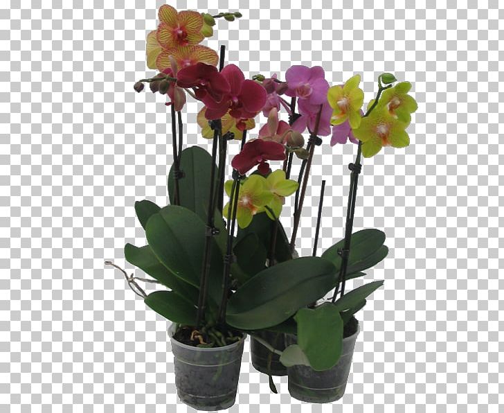 Moth Orchids Dendrobium Houseplant Cattleya Orchids PNG, Clipart, Artificial Flower, Cattleya, Cattleya Orchids, Cut Flowers, Dancinglady Orchid Free PNG Download