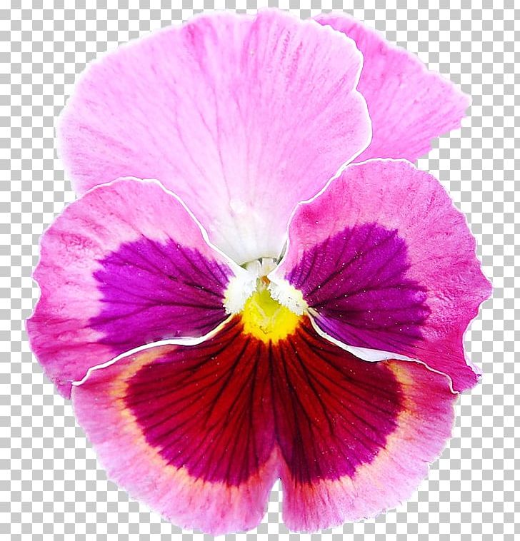 Pansy Annual Plant Flower Petal Euclidean PNG, Clipart, Annual Plant, Closeup, Closeup, Flower, Flowering Plant Free PNG Download