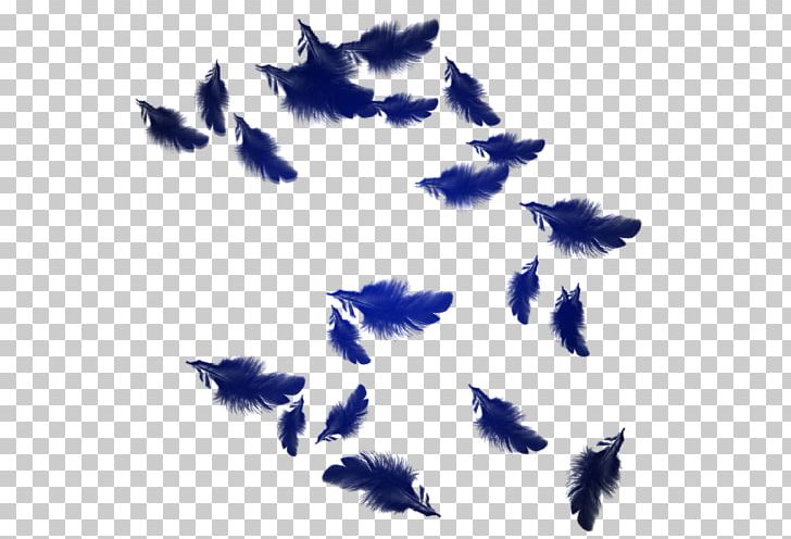 The Floating Feather PNG, Clipart, Animals, Clip Art, Color, Coreldraw, Encapsulated Postscript Free PNG Download