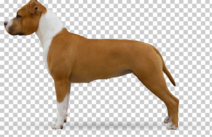 American Staffordshire Terrier Bull And Terrier American Pit Bull Terrier Old English Terrier Staffordshire Bull Terrier PNG, Clipart, American Pit Bull Terrier, American Staffordshire Terrier, Animals, Breed Group Dog, Bull Terrier Free PNG Download