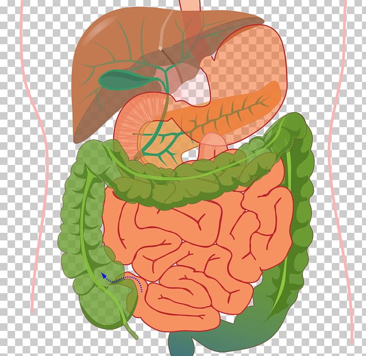 Gastrointestinal Tract Human Digestive System Digestion Organ System Human Body PNG, Clipart, Anatomy, Area, Digestion, Ear, Endocrine System Free PNG Download
