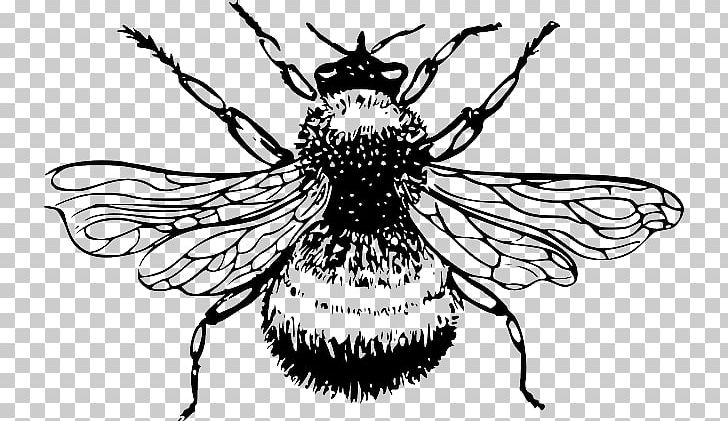 Honey Bee Bombus Lucorum Drawing PNG, Clipart, Arthropod, Artwork, Bee, Beehive, Bee Silhouette Free PNG Download