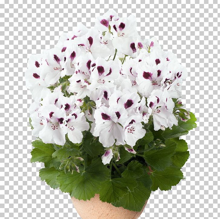 Regal Pelargonium White Flower Crane's-bill Color PNG, Clipart, Color, Pelargonium, Regal, White Flower Free PNG Download
