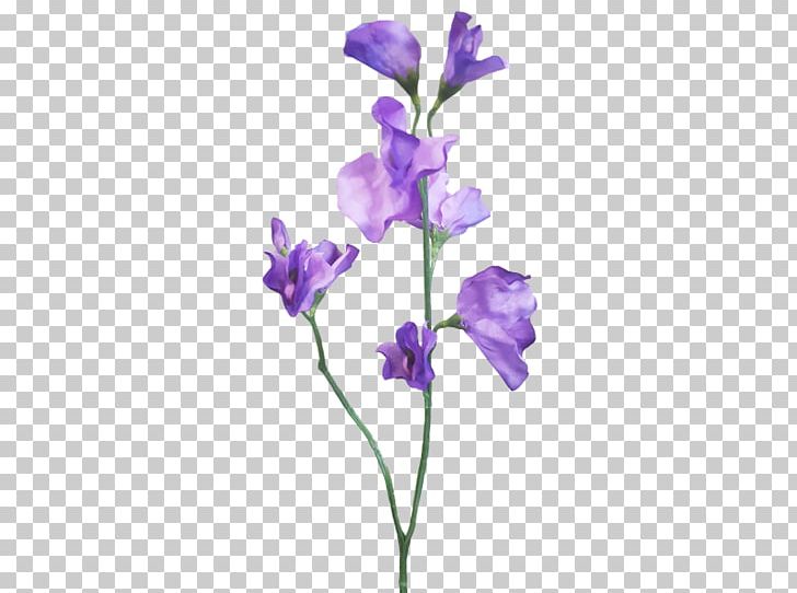 Sweet Pea Cut Flowers Plant Stem PNG, Clipart, Artificial Flower, Branch, Centimeter, Cut Flowers, Flower Free PNG Download