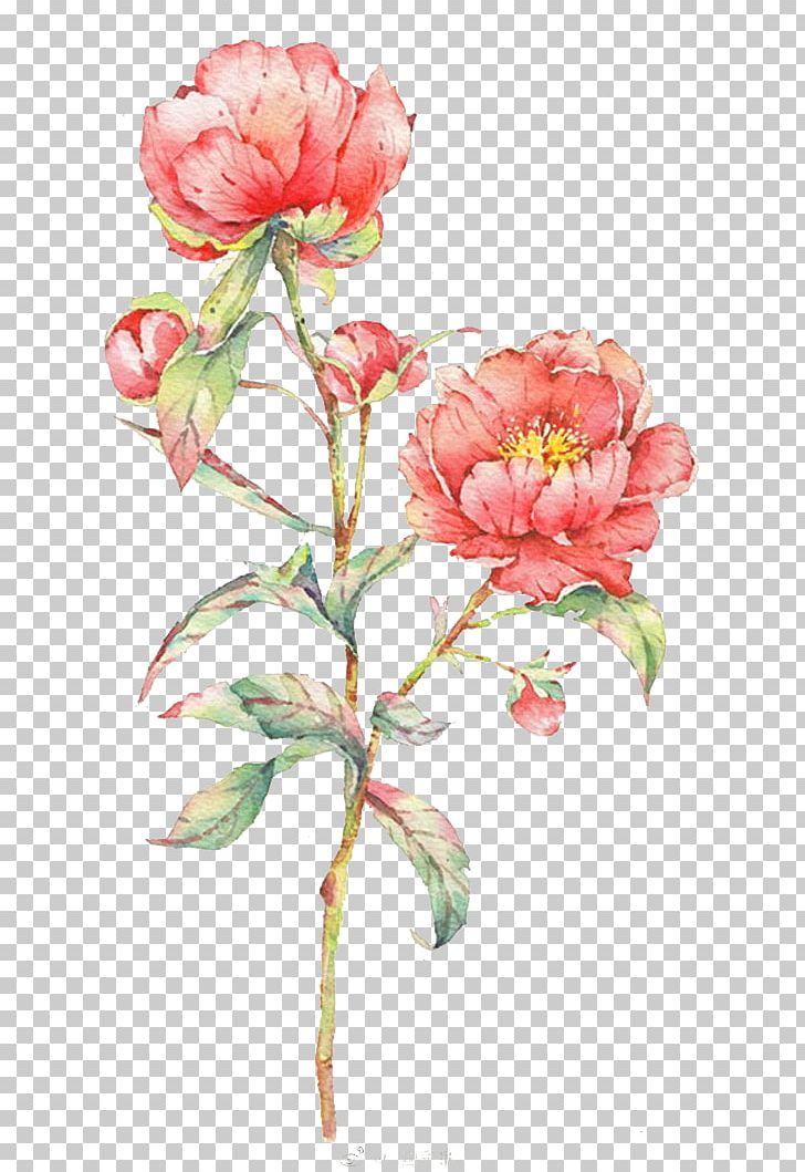 Watercolor: Flowers Watercolor Painting Centifolia Roses PNG, Clipart, Artificial Flower, Cartoon, Color, Croquis, Flower Free PNG Download