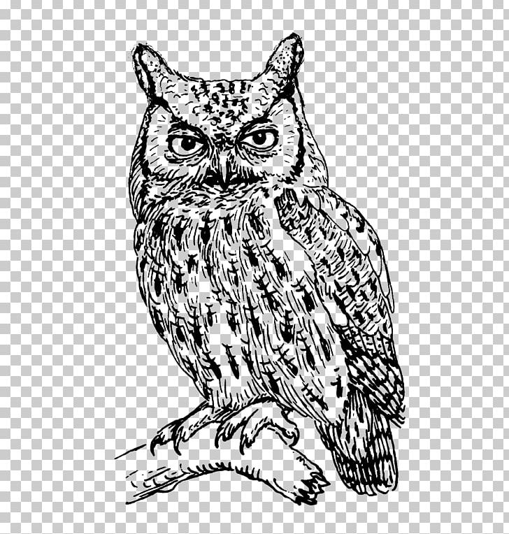 Eastern Screech Owl Bird Great Horned Owl PNG, Clipart, Artwork, Barn Owl, Barred Owl, Beak, Bird Of Prey Free PNG Download