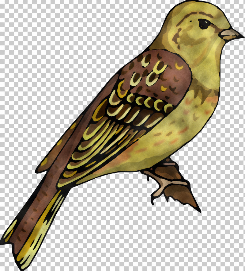 House Sparrow Ortolan Bunting Finches Birds Cuckoos PNG, Clipart, Beak, Bird Of Prey, Birds, Cuckoos, Cuculiformes Free PNG Download