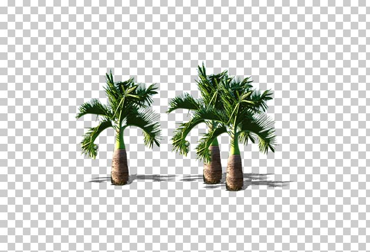 Arecaceae Tree Coconut PNG, Clipart, Arecaceae, Arecales, Autumn Tree, Cartoon, Christmas Tree Free PNG Download