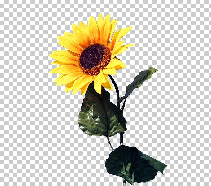 Common Sunflower Light Photovoltaics Solar Energy PNG, Clipart, Csdn, Daisy Family, Flower, Flowers, Polycrystalline Silicon Free PNG Download