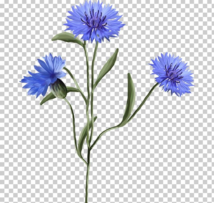 Cornflower Plant Wildflower PNG, Clipart, Annual Plant, Aster, Chicory, Cornflower, Cornflower Blue Free PNG Download