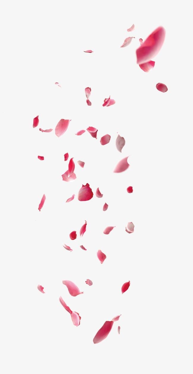 Pink Rose Petals PNG, Clipart, Blossom, Flowers, Love, Peach Blossom, Petal Free PNG Download